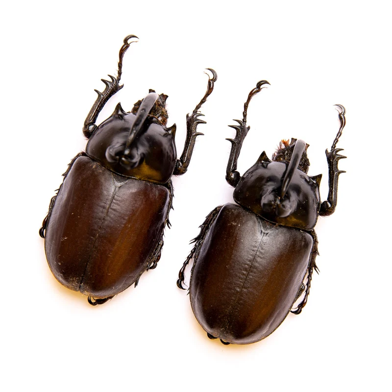 TWO (2) Rabbit Ears Rhino Beetles (Eupatorus Birmanicus) A1 Insect Specimens for Collecting, Art, Entomology