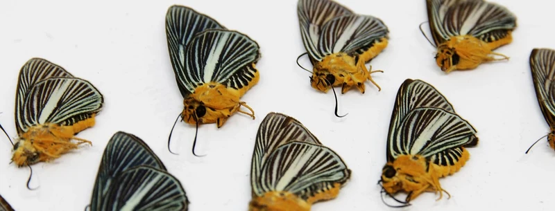 TEN (10) Bibasis Gomata | Pale Green Awlet Butterflies | Dry-preserved specimens