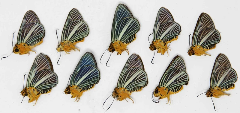 TEN (10) Bibasis Gomata | Pale Green Awlet Butterflies | Dry-preserved specimens