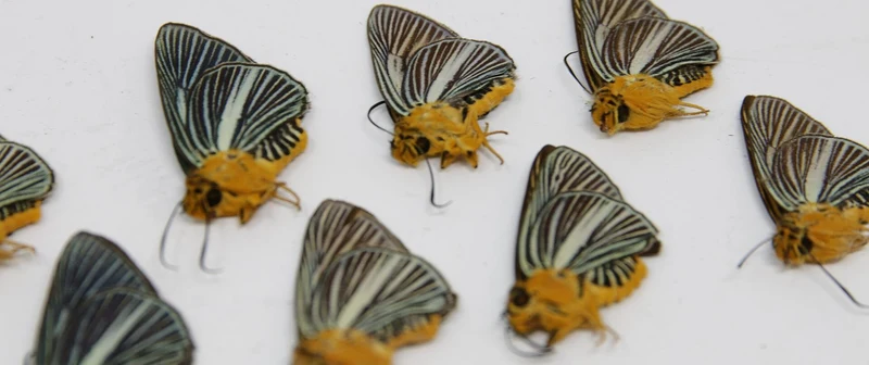 TEN (10) Bibasis Gomata | Pale Green Awlet Butterflies | Dry-preserved specimens