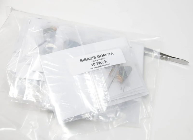 TEN (10) Bibasis Gomata | Pale Green Awlet Butterflies | Dry-preserved specimens