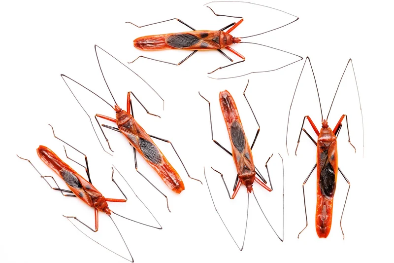 LOT OF 25 Lohita grandis, Long-bodied Bugs A1 Specimens 60-80mm