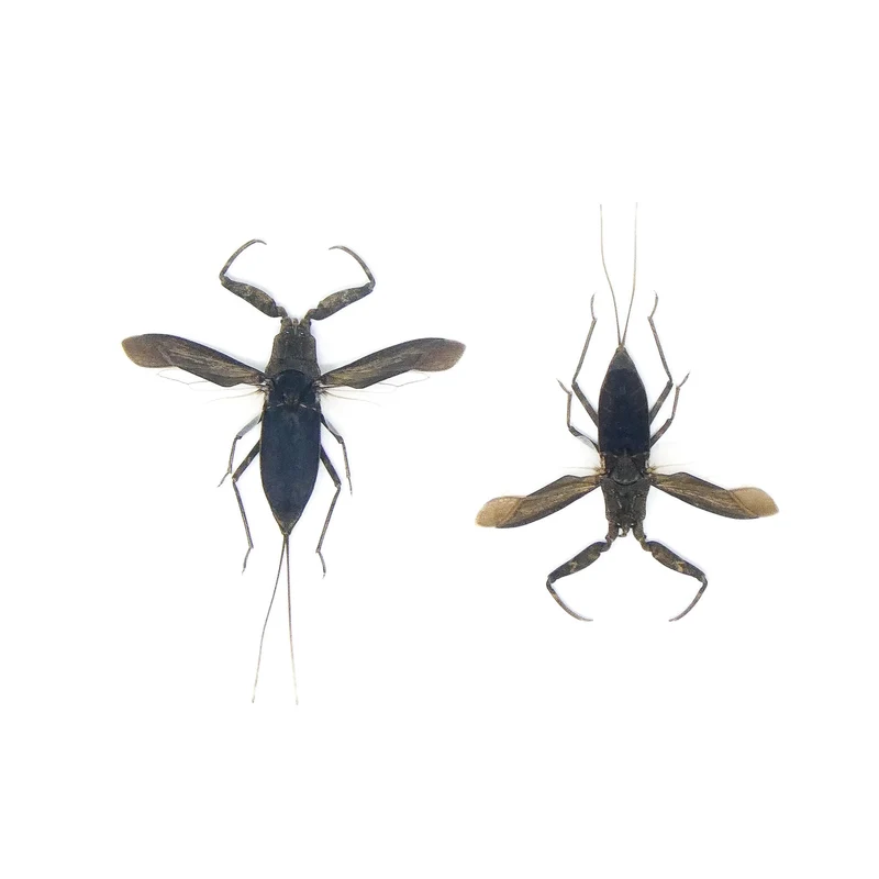 LOT OF 10 SPREAD Water Scorpions (Laccotrephes archipelagi) A1 Entomology Specimens