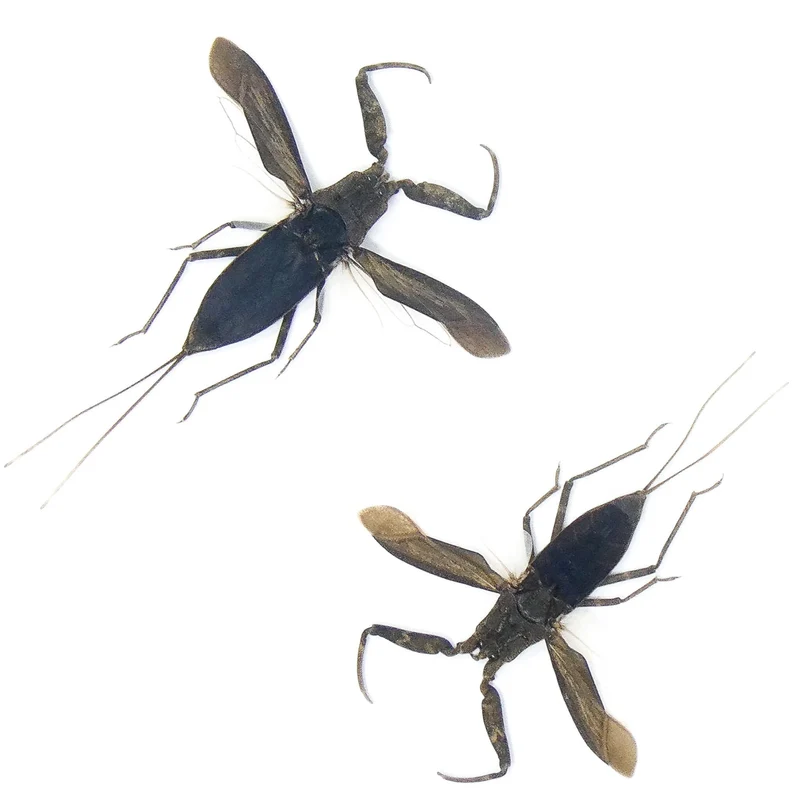 LOT OF 10 SPREAD Water Scorpions (Laccotrephes archipelagi) A1 Entomology Specimens