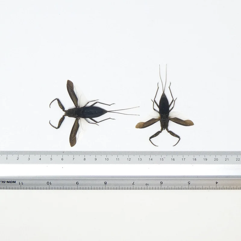 LOT OF 10 SPREAD Water Scorpions (Laccotrephes archipelagi) A1 Entomology Specimens