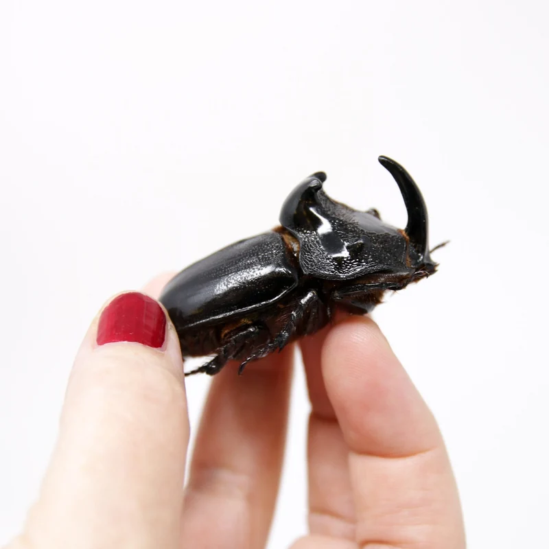 PACK OF 10 Thai Rhino Beetles (Trichogomphus martabani) A1 Real Insect Specimens for Collecting