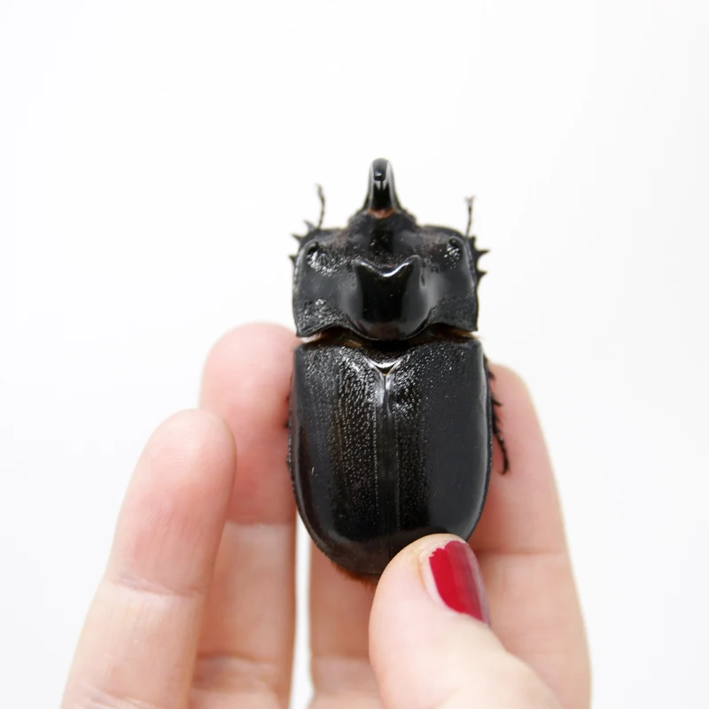 PACK OF 10 Thai Rhino Beetles (Trichogomphus martabani) A1 Real Insect Specimens for Collecting