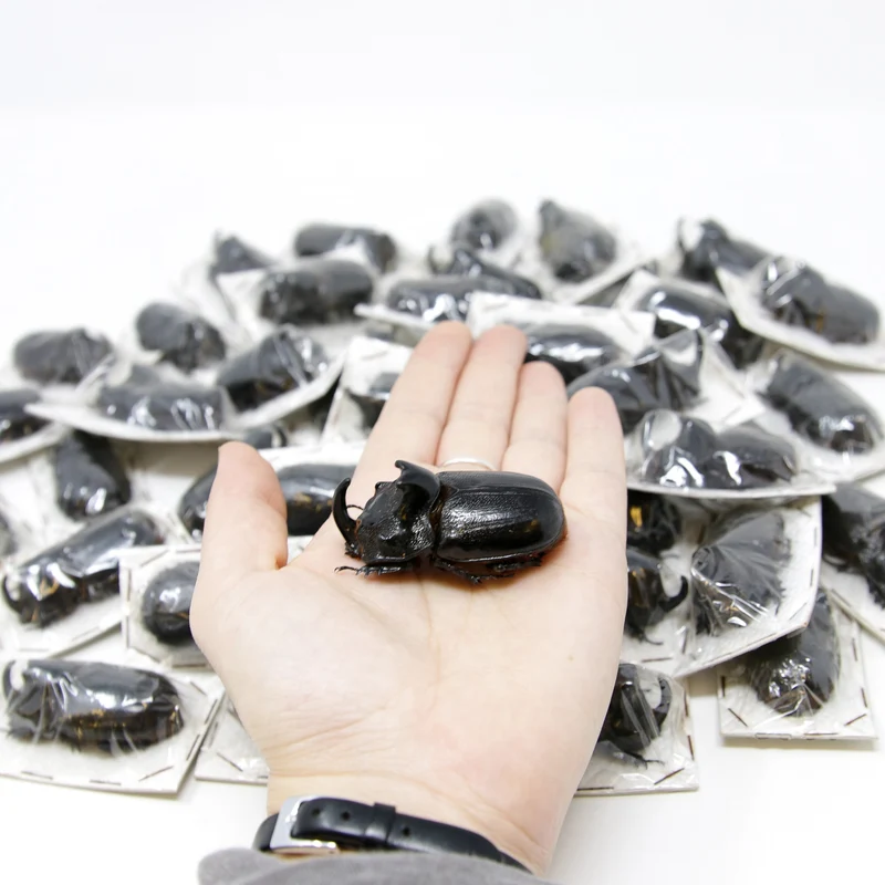 PACK OF 10 Thai Rhino Beetles (Trichogomphus martabani) A1 Real Insect Specimens for Collecting