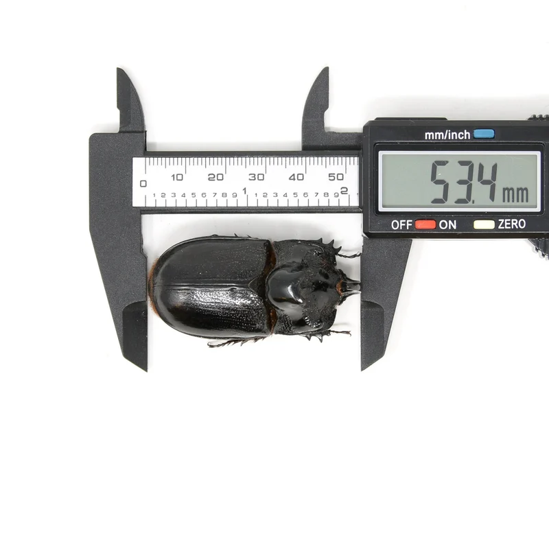 PACK OF 10 Thai Rhino Beetles (Trichogomphus martabani) A1 Real Insect Specimens for Collecting