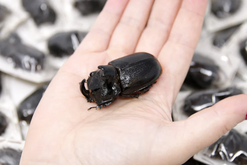 PACK OF 10 Thai Rhino Beetles (Trichogomphus martabani) A1 Real Insect Specimens for Collecting