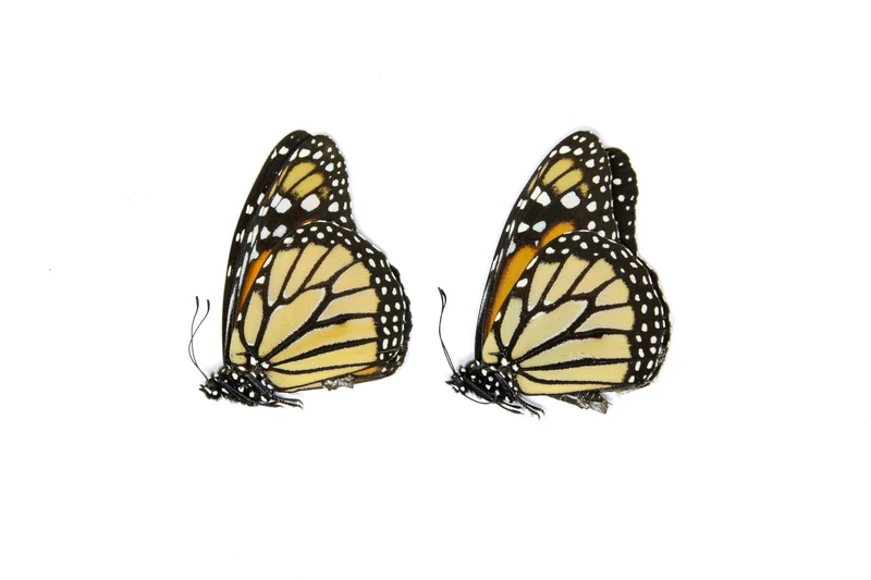 PACK OF 10 Monarch Butterflies, Danaus plexippus, Dry-Preserved Butterfly Specimens, Ethical Taxidermy Butterflies