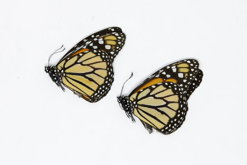 PACK OF 10 Monarch Butterflies, Danaus plexippus, Dry-Preserved Butterfly Specimens, Ethical Taxidermy Butterflies