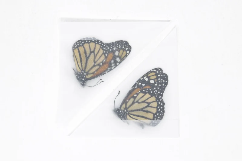 PACK OF 10 Monarch Butterflies, Danaus plexippus, Dry-Preserved Butterfly Specimens, Ethical Taxidermy Butterflies