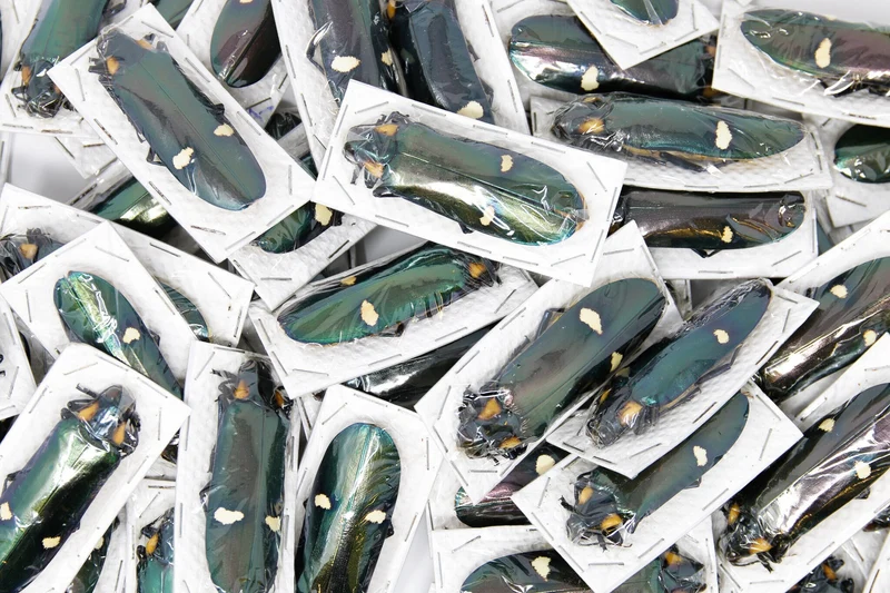 Lot of 10 Giant Metallic Jewel Beetles | Megaloxantha bicolor | A1 Entomology Specimens