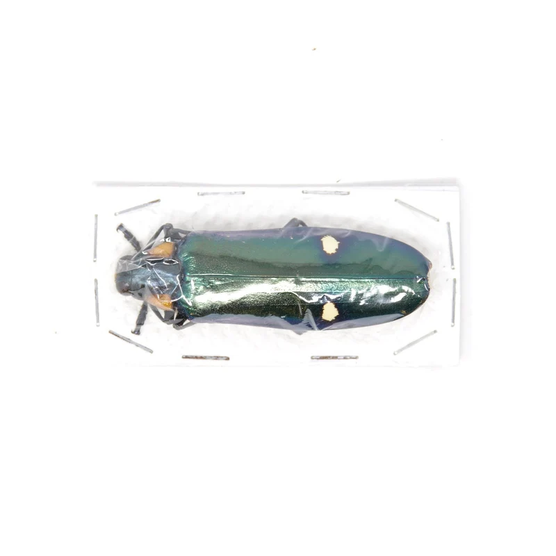 Lot of 10 Giant Metallic Jewel Beetles | Megaloxantha bicolor | A1 Entomology Specimens