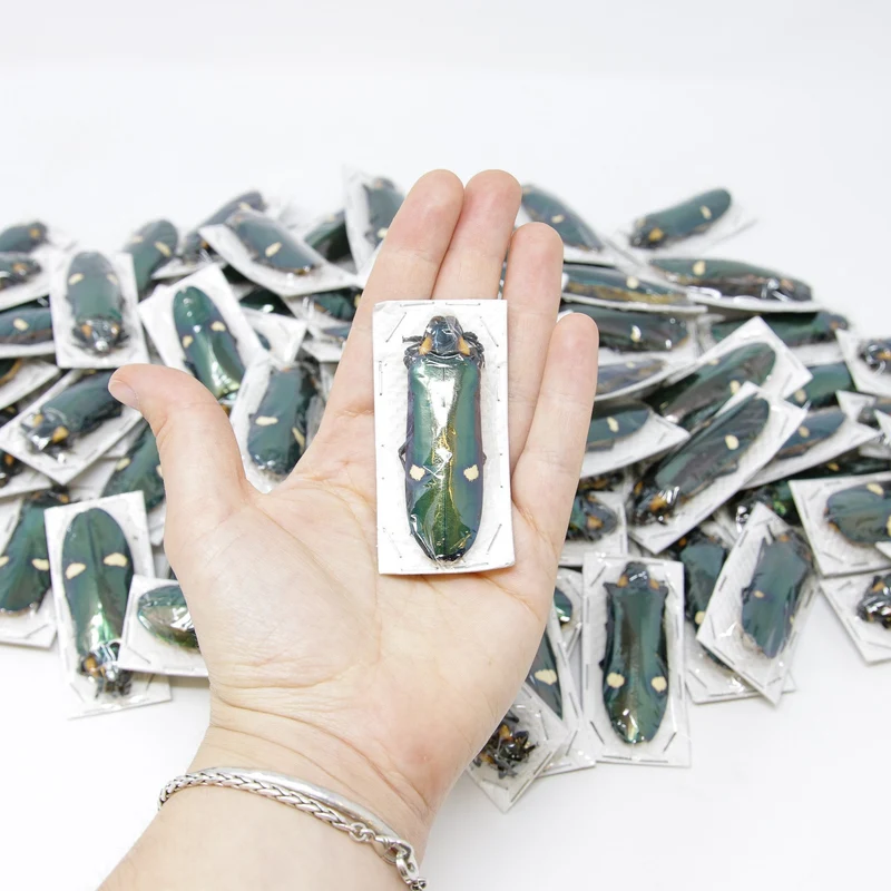 Lot of 10 Giant Metallic Jewel Beetles | Megaloxantha bicolor | A1 Entomology Specimens