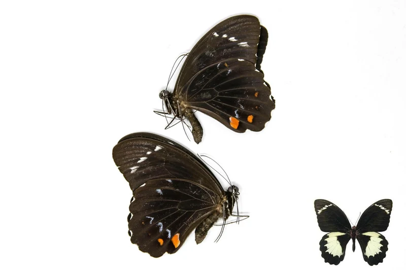 PACK OF 10 Orchard Swallowtail Butterflies, Papilio aegeus, Ethical Insect Specimens