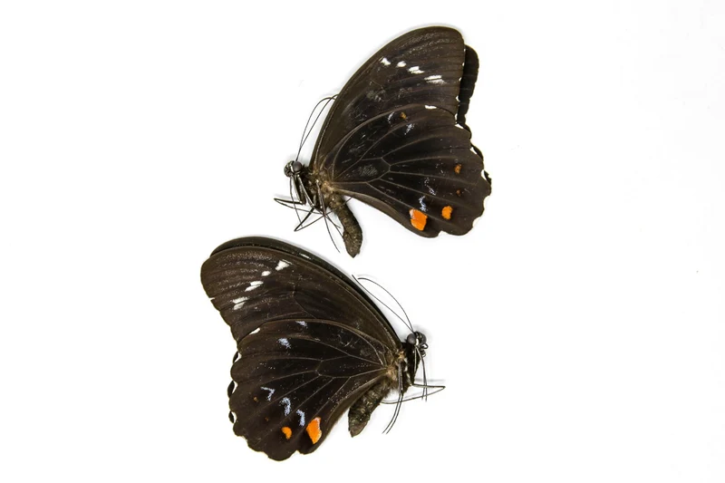 PACK OF 10 Orchard Swallowtail Butterflies, Papilio aegeus, Ethical Insect Specimens