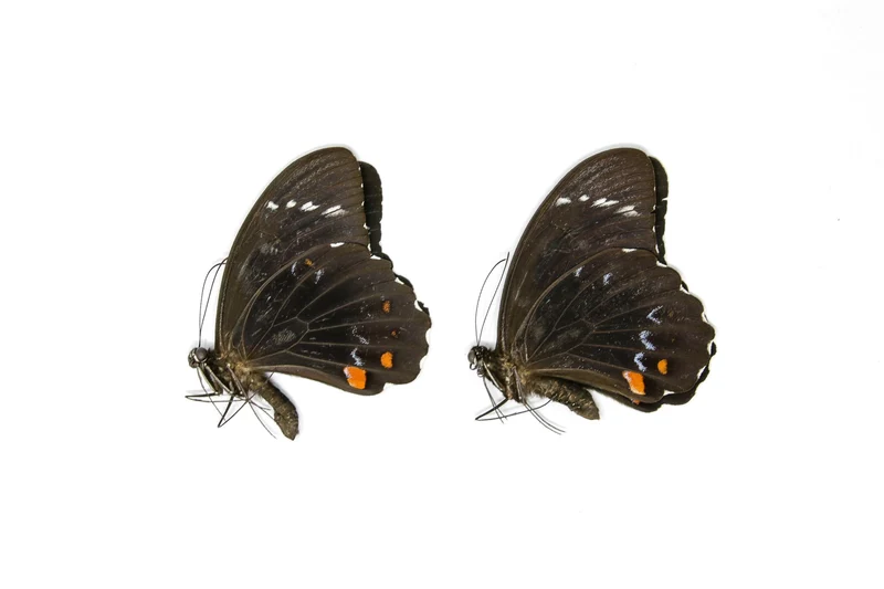PACK OF 10 Orchard Swallowtail Butterflies, Papilio aegeus, Ethical Insect Specimens