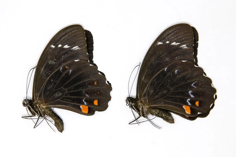 PACK OF 10 Orchard Swallowtail Butterflies, Papilio aegeus, Ethical Insect Specimens