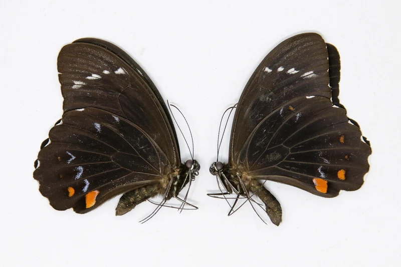 PACK OF 10 Orchard Swallowtail Butterflies, Papilio aegeus, Ethical Insect Specimens