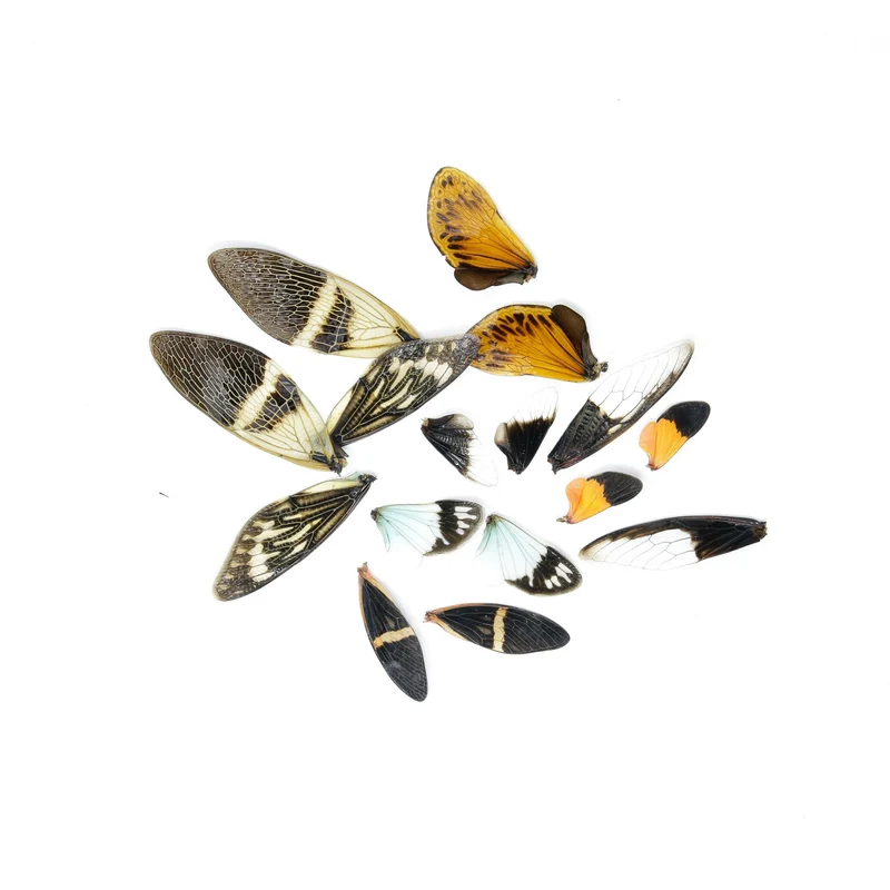 Real 'Fairy Wings' 16 pcs, Cicadas Various Insect Wings for Artistic Creation, Fairytale Fantasy Dolls Nymphs Craft Making