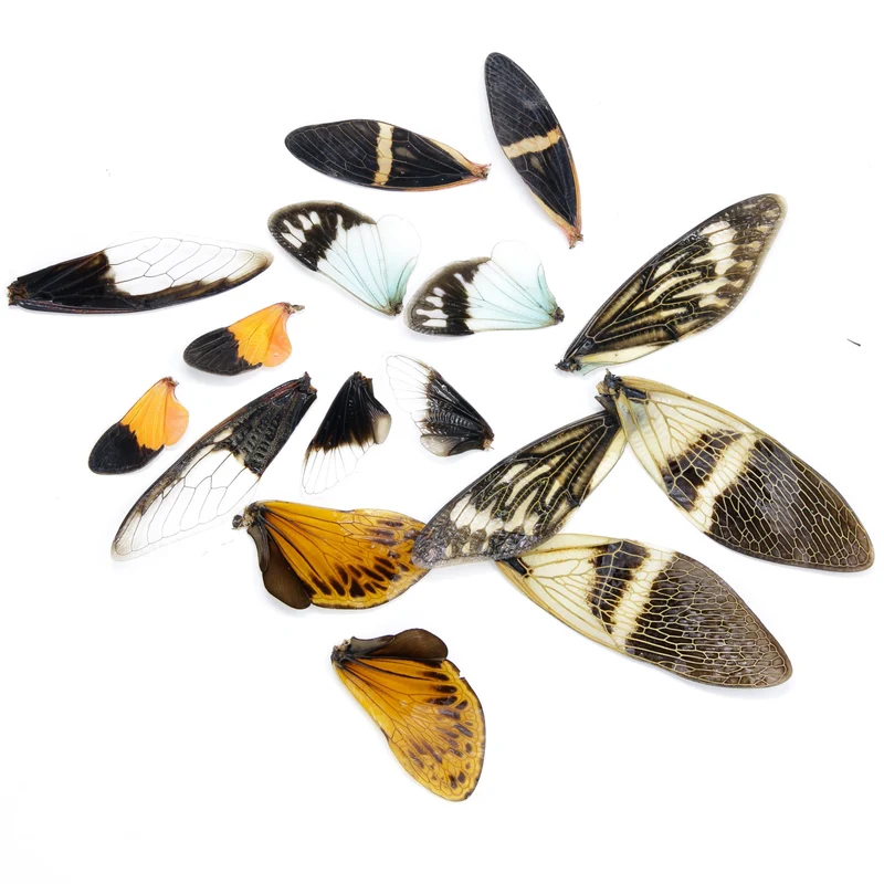 Real 'Fairy Wings' 16 pcs, Cicadas Various Insect Wings for Artistic Creation, Fairytale Fantasy Dolls Nymphs Craft Making