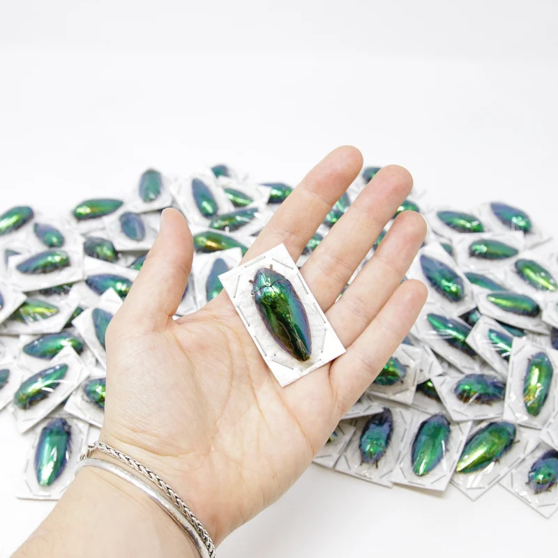 WHOLESALE 20 Metallic Green Jewel Beetles | Sternocera ruficornis | A1 Entomology Specimens