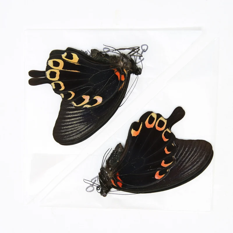 PACK OF 10 Papilio deiphobus, Swallowtail A1 Real Dry-Preserved Butterflies, Unmounted Entomology Taxidermy Specimens