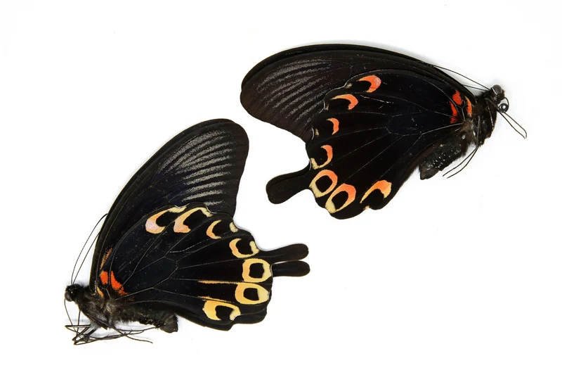 PACK OF 10 Papilio deiphobus, Swallowtail A1 Real Dry-Preserved Butterflies, Unmounted Entomology Taxidermy Specimens