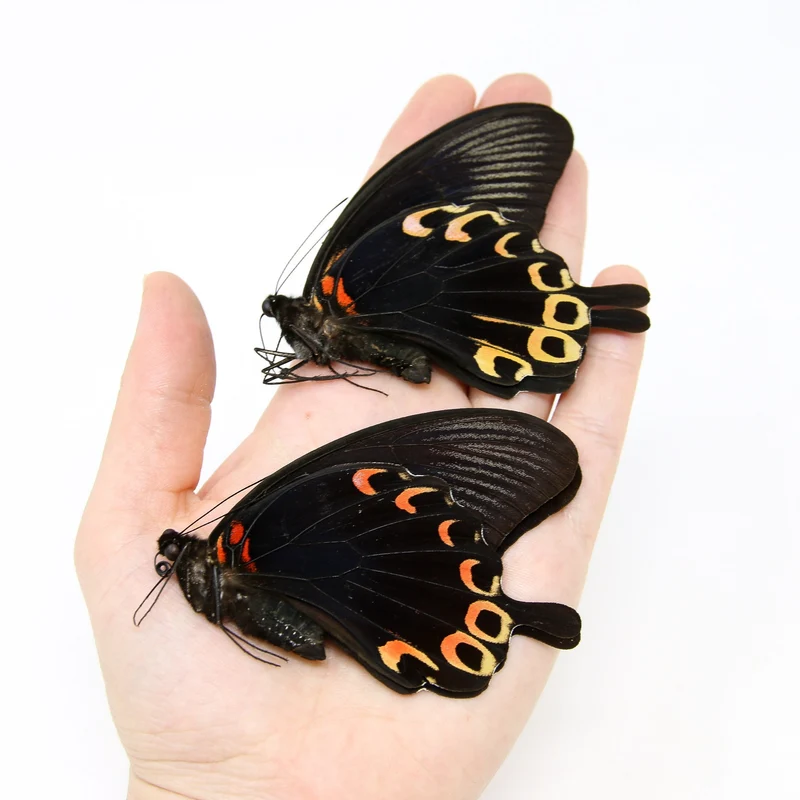 PACK OF 10 Papilio deiphobus, Swallowtail A1 Real Dry-Preserved Butterflies, Unmounted Entomology Taxidermy Specimens