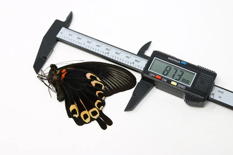 PACK OF 10 Papilio deiphobus, Swallowtail A1 Real Dry-Preserved Butterflies, Unmounted Entomology Taxidermy Specimens