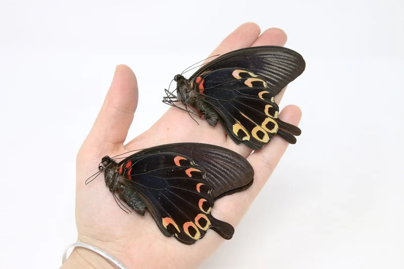 PACK OF 10 Papilio deiphobus, Swallowtail A1 Real Dry-Preserved Butterflies, Unmounted Entomology Taxidermy Specimens