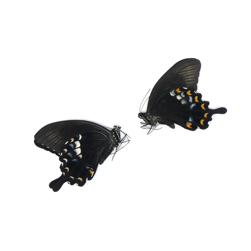 LOT OF 10 Papilio fuscus fuscus | Canopus Swallowtail | Dry-preserved Insect Specimens