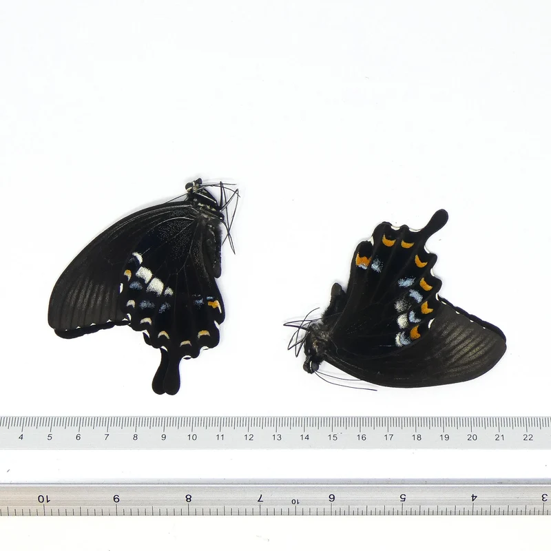 LOT OF 10 Papilio fuscus fuscus | Canopus Swallowtail | Dry-preserved Insect Specimens