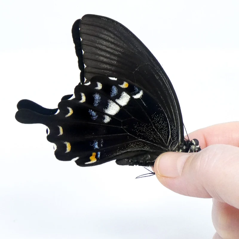 LOT OF 10 Papilio fuscus fuscus | Canopus Swallowtail | Dry-preserved Insect Specimens