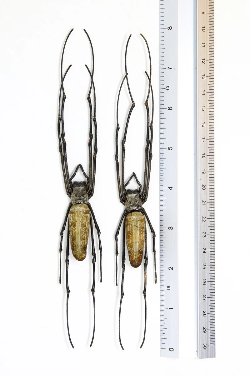 Golden Orb Weaver Spider | Nephila pilipes | A1 Dry-Preserved Specimen | 8" | Wholesale Lot of 10