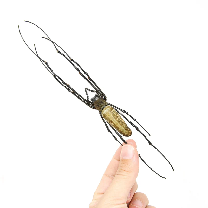 Golden Orb Weaver Spider | Nephila pilipes | A1 Dry-Preserved Specimen | 8" | Wholesale Lot of 10