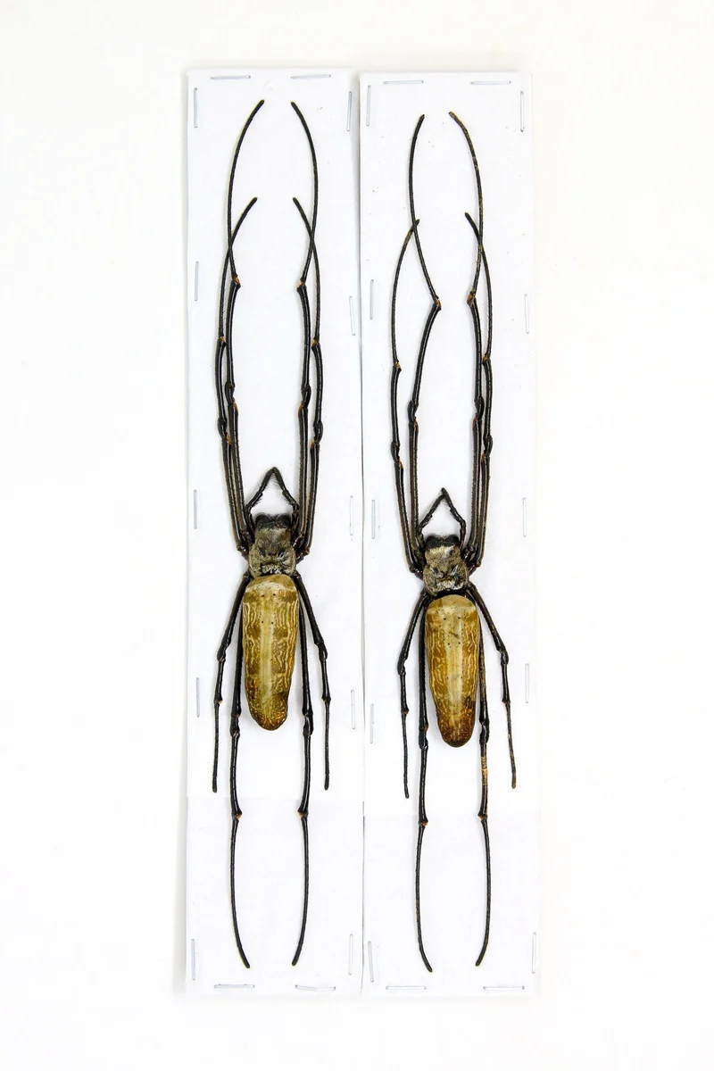 Golden Orb Weaver Spider | Nephila pilipes | A1 Dry-Preserved Specimen | 8" | Wholesale Lot of 10