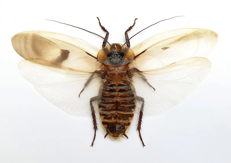 Giant Cave Cockroach Specimens - Blaberus giganteus A1 Spread