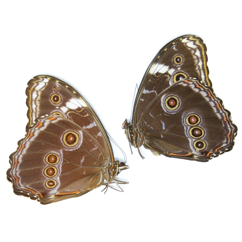 TWO (2) Morpho deidamia, A1 Dry-Preserved Unmounted Butterflies