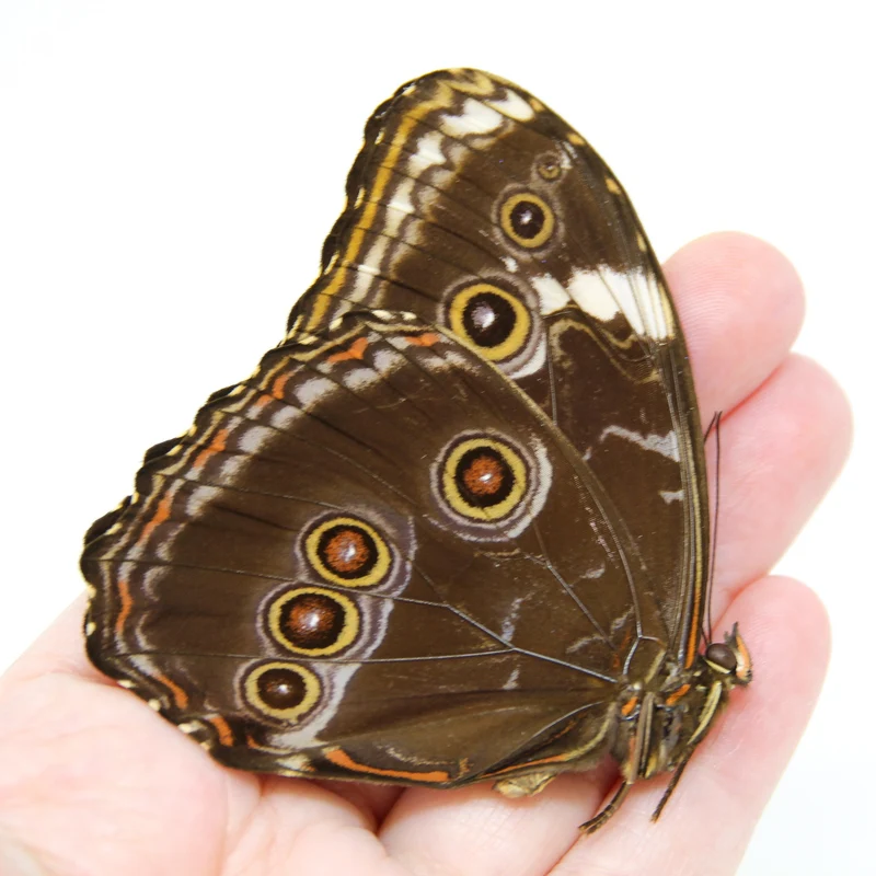 TWO (2) Morpho deidamia, A1 Dry-Preserved Unmounted Butterflies