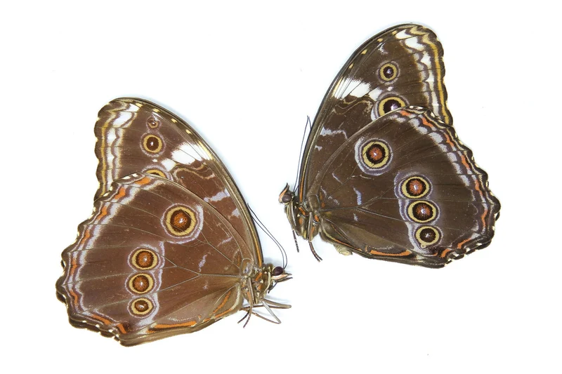 TWO (2) Morpho deidamia, A1 Dry-Preserved Unmounted Butterflies
