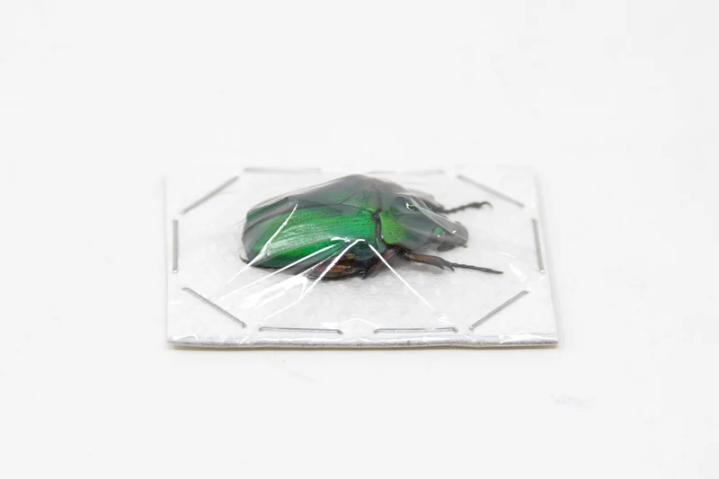 TWO (2) Green Flower Beetles | Euchloropus laetus | Ethical Insect Specimens for Entomology and Art