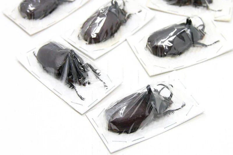 PACK OF 10 Rabbit Ears Rhino Beetles (Eupatorus Birmanicus) A1 Insect Specimens for Entomology