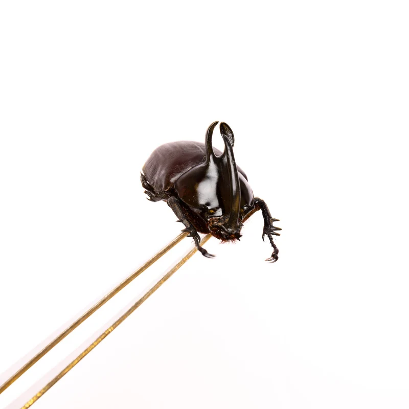 PACK OF 10 Rabbit Ears Rhino Beetles (Eupatorus Birmanicus) A1 Insect Specimens for Entomology