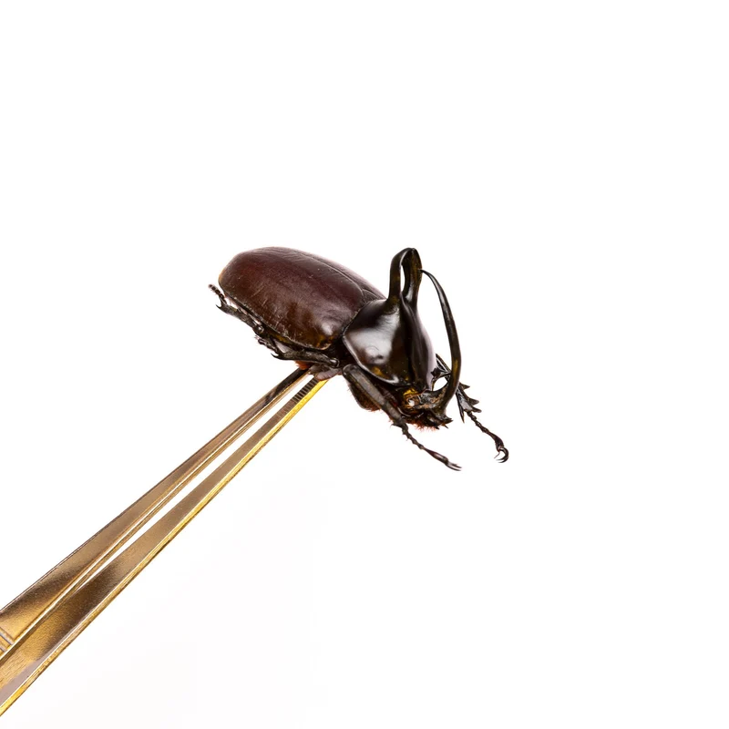 PACK OF 10 Rabbit Ears Rhino Beetles (Eupatorus Birmanicus) A1 Insect Specimens for Entomology