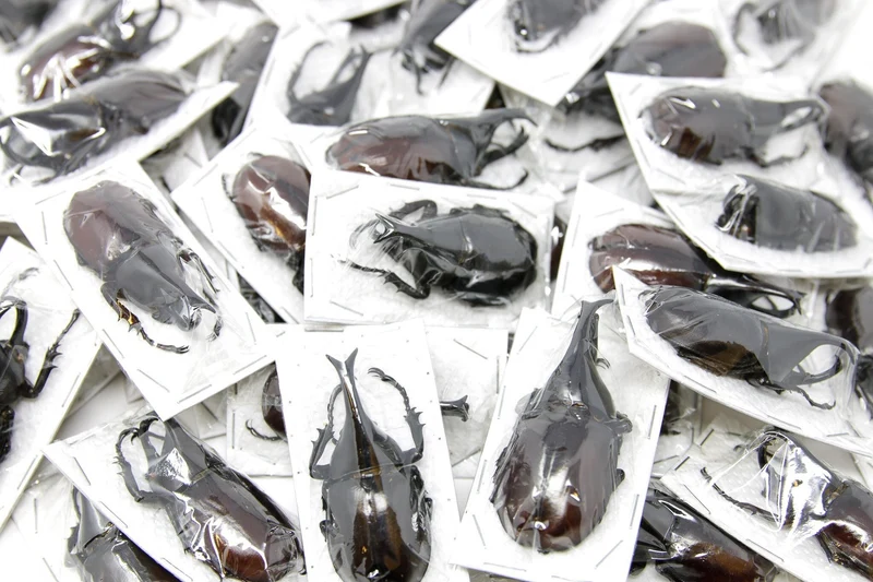 10 Xylotrupes gideon gideon Beetle Specimen | A1 Quality | Dry-Preserved DYNASTINAE (Thailand)