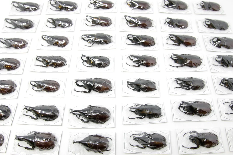 10 Xylotrupes gideon gideon Beetle Specimen | A1 Quality | Dry-Preserved DYNASTINAE (Thailand)
