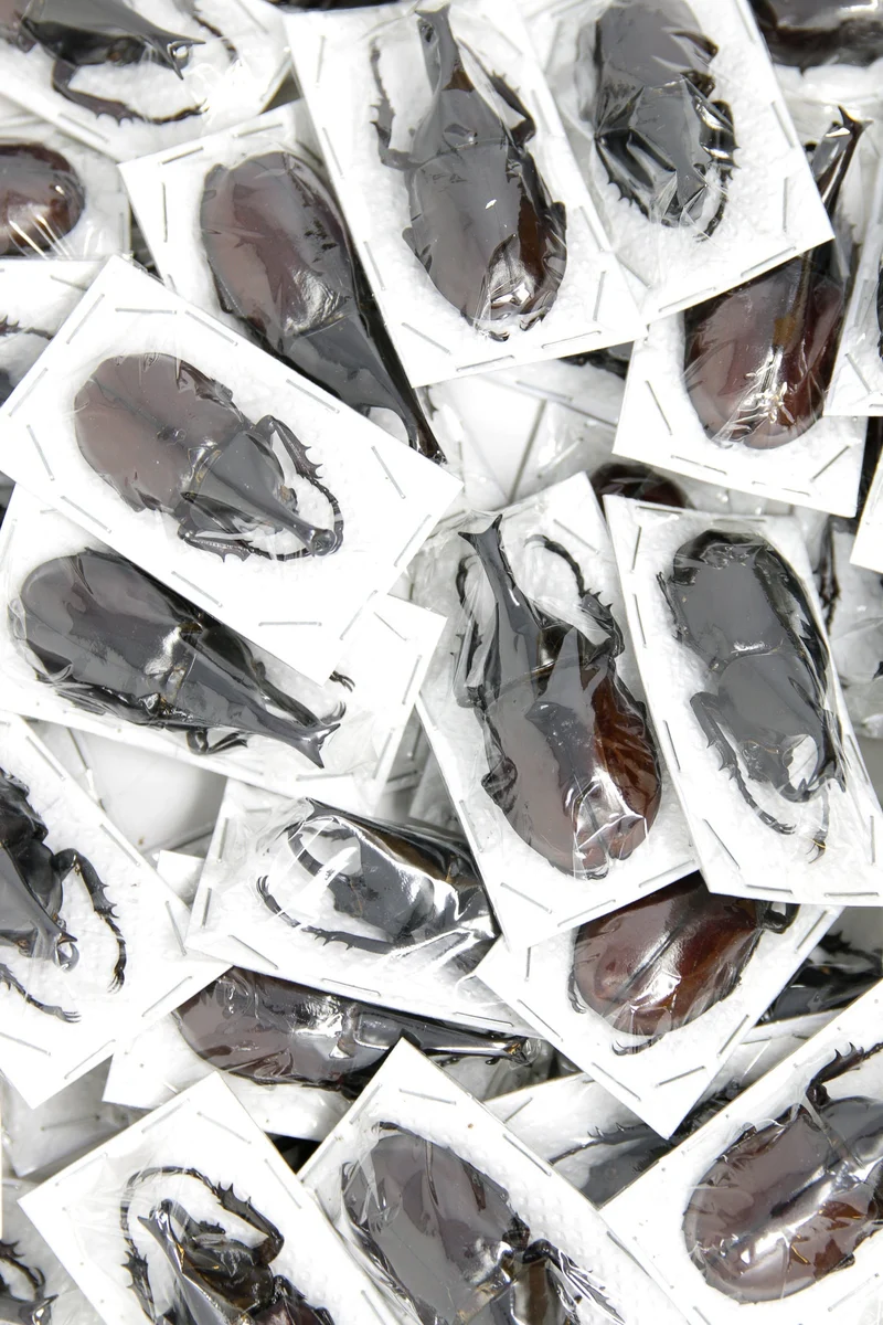 10 Xylotrupes gideon gideon Beetle Specimen | A1 Quality | Dry-Preserved DYNASTINAE (Thailand)